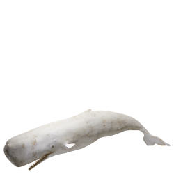 Scultura sospesa Moby Dick